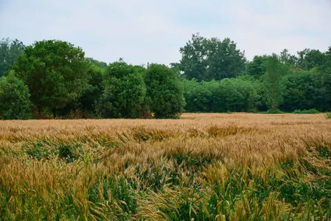 Wheat Field 4K Wallpaper · nature · 3840×2560