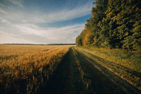 Papel de parede Campo de trigo 4K · nature · 3840×2560