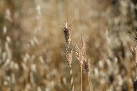 Wheat Field 4K Wallpaper · nature · 3840×2560
