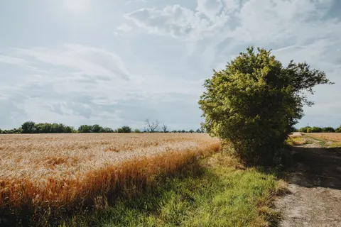 Wheat Field 4K Wallpaper · nature · 3840×2560