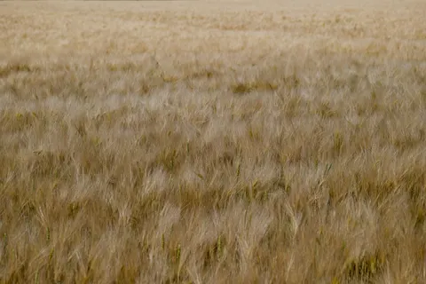 Wheat Field 4K Wallpaper · nature · 3840×2560