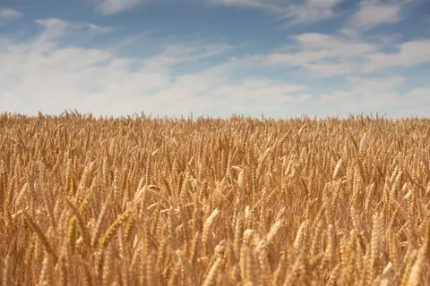Wheat Field 4K Wallpaper · nature · 3840×2560