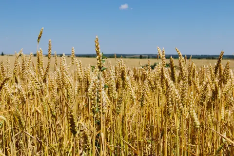 Sfondo Campo di grano 4K · nature · 3840×2560