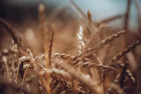 Wheat Field 4K Wallpaper · nature · 3840×2560