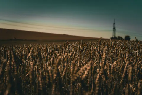 Wheat Field 4K Wallpaper · nature · 3840×2560