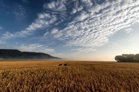 Wheat Field 4K Wallpaper · nature · 3840×2563