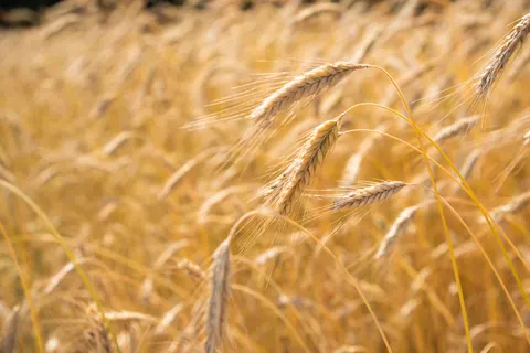 Fondo de pantalla Campo de trigo 4K · nature · 3840×2563