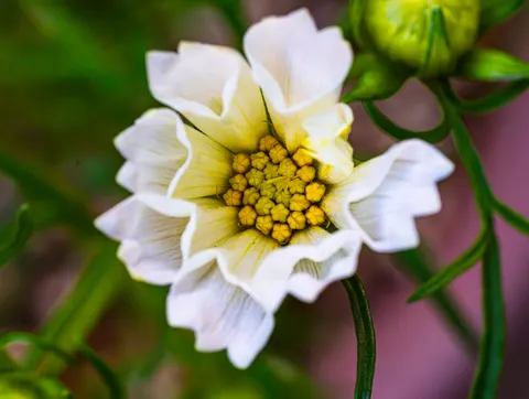Sfondo Fiore in Macro 4K · flowers · 3840×2892