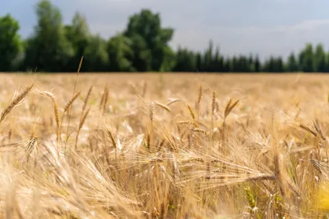 Wheat Field 4K Wallpaper · nature · 3840×2560
