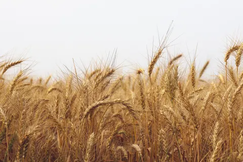 Wheat Field 4K Wallpaper · nature · 3840×2560