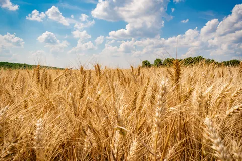 Fondo de pantalla Campo de trigo 4K · nature · 3840×2560