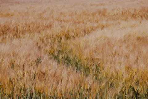 Wheat Field 4K Wallpaper · nature · 3840×2560