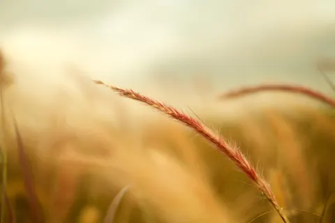 麥田 4K桌布 · nature · 3840×2560