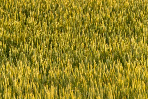 Wheat Field 4K Wallpaper · nature · 3840×2560
