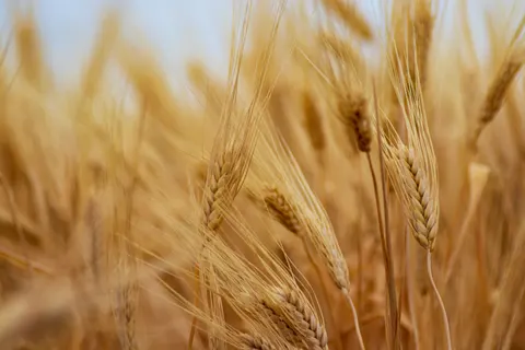 Wheat Field 4K Wallpaper · nature · 3840×2560