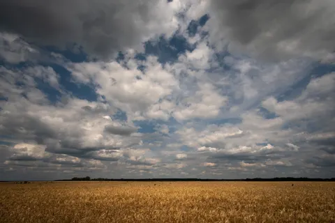 Wheat Field 4K Wallpaper · nature · 3840×2560