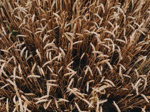 Wheat Field 4K Wallpaper · nature · 3840×2878
