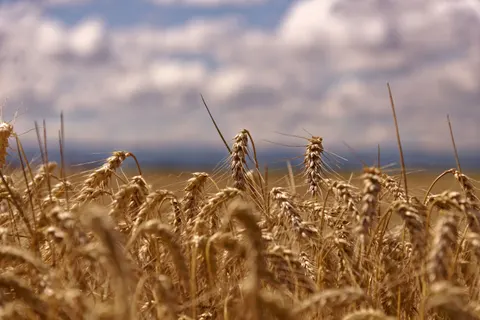 Wheat Field 4K Wallpaper · nature · 3840×2563