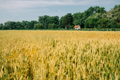Wheat Field 4K Wallpaper · nature · 3840×2560