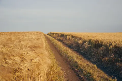 麥田 4K桌布 · nature · 3840×2560
