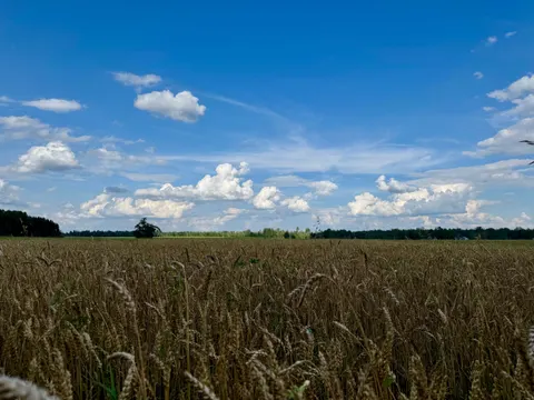 Wheat Field 4K Wallpaper · nature · 3840×2880