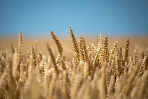 Wallpaper Ladang Gandum 4K · nature · 3840×2560