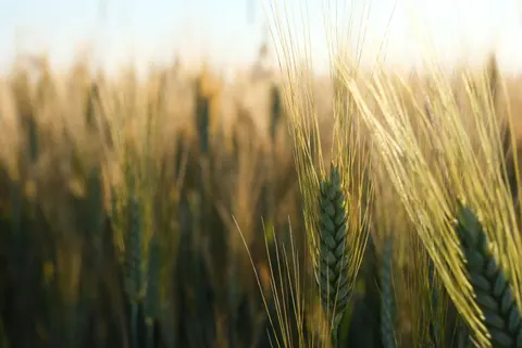 Wheat Field 4K Wallpaper · nature · 3840×2560