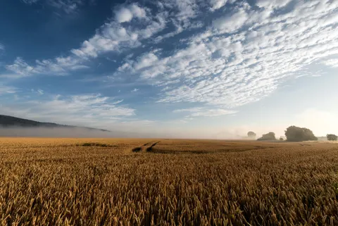 Wheat Field 4K Wallpaper · nature · 3840×2565