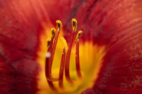 Sfondo Fiore in Macro 4K · flowers · 3840×2560