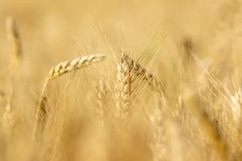 Wheat Field 4K Wallpaper · nature · 3840×2560
