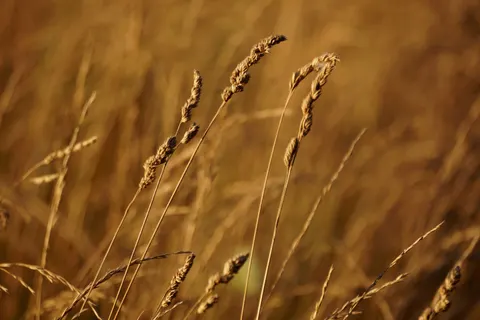 Wheat Field 4K Wallpaper · nature · 3840×2560
