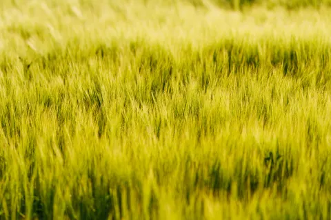 Wheat Field 4K Wallpaper · nature · 3840×2560