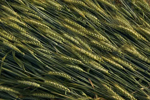 Wheat Field 4K Wallpaper · nature · 3840×2560
