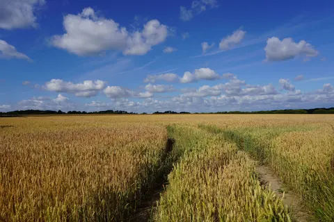 Wheat Field 4K Wallpaper · nature · 3840×2560