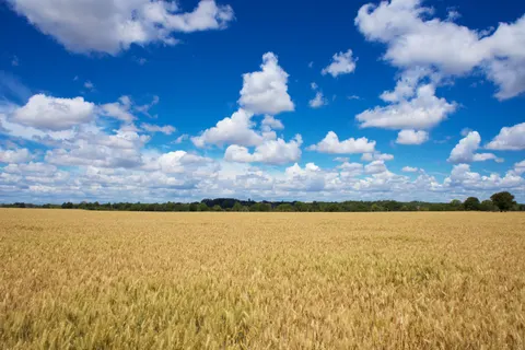 Fondo de pantalla Campo de trigo 4K · nature · 3840×2560