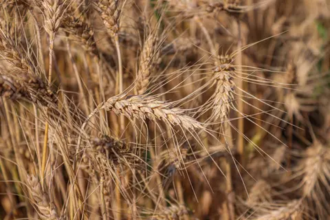 Обои Пшеничное поле 4K · nature · 3840×2560