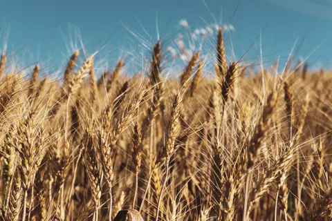 Wheat Field 4K Wallpaper · nature · 3840×2560