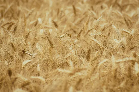 Wheat Field 4K Wallpaper · nature · 3840×2560