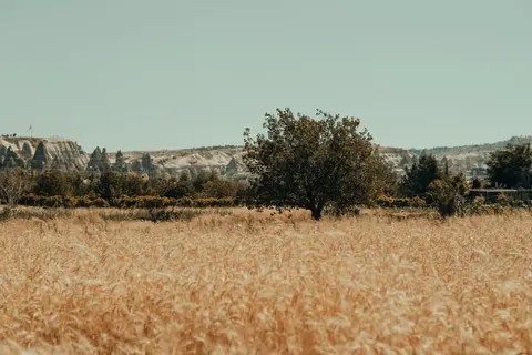 Wheat Field 4K Wallpaper · nature · 3840×2560