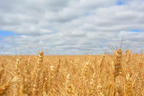Wheat Field 4K Wallpaper · nature · 3840×2560