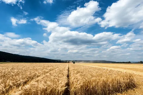 Weizenfeld 4K Hintergrundbild · nature · 3840×2564
