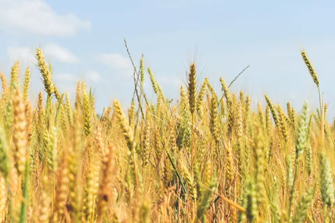 Wheat Field 4K Wallpaper · nature · 3840×2560