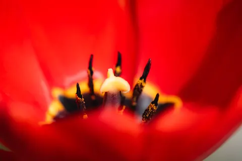 꽃 매크로 4K 배경화면 · flowers · 3840×2560
