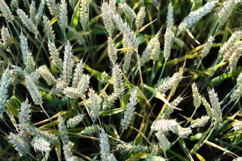 Sfondo Campo di grano 4K · nature · 3840×2560