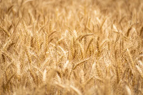Papel de parede Campo de trigo 4K · nature · 3840×2560