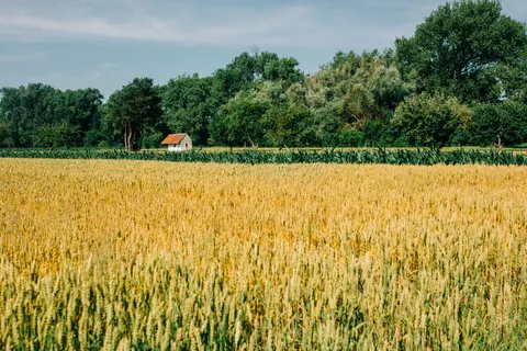 والپیپر گندم‌زار با کیفیت 4K · nature · 3840×2560