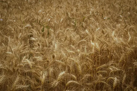 गेहूँ का खेत 4K वॉलपेपर · nature · 3840×2560