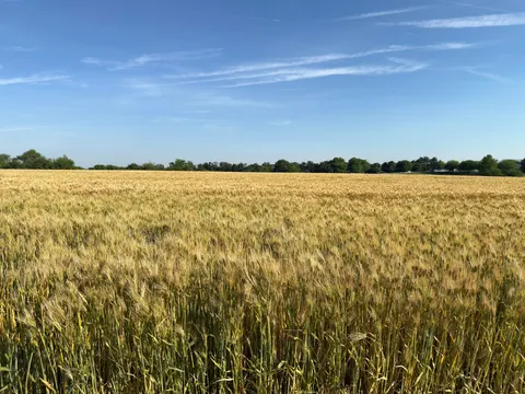Wheat Field 4K Wallpaper · nature · 3840×2880