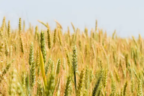 Wheat Field 4K Wallpaper · nature · 3840×2560