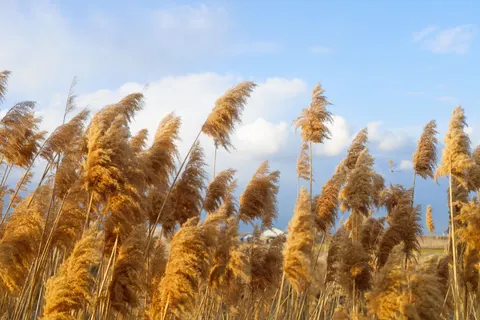 麥田 4K桌布 · nature · 3840×2560